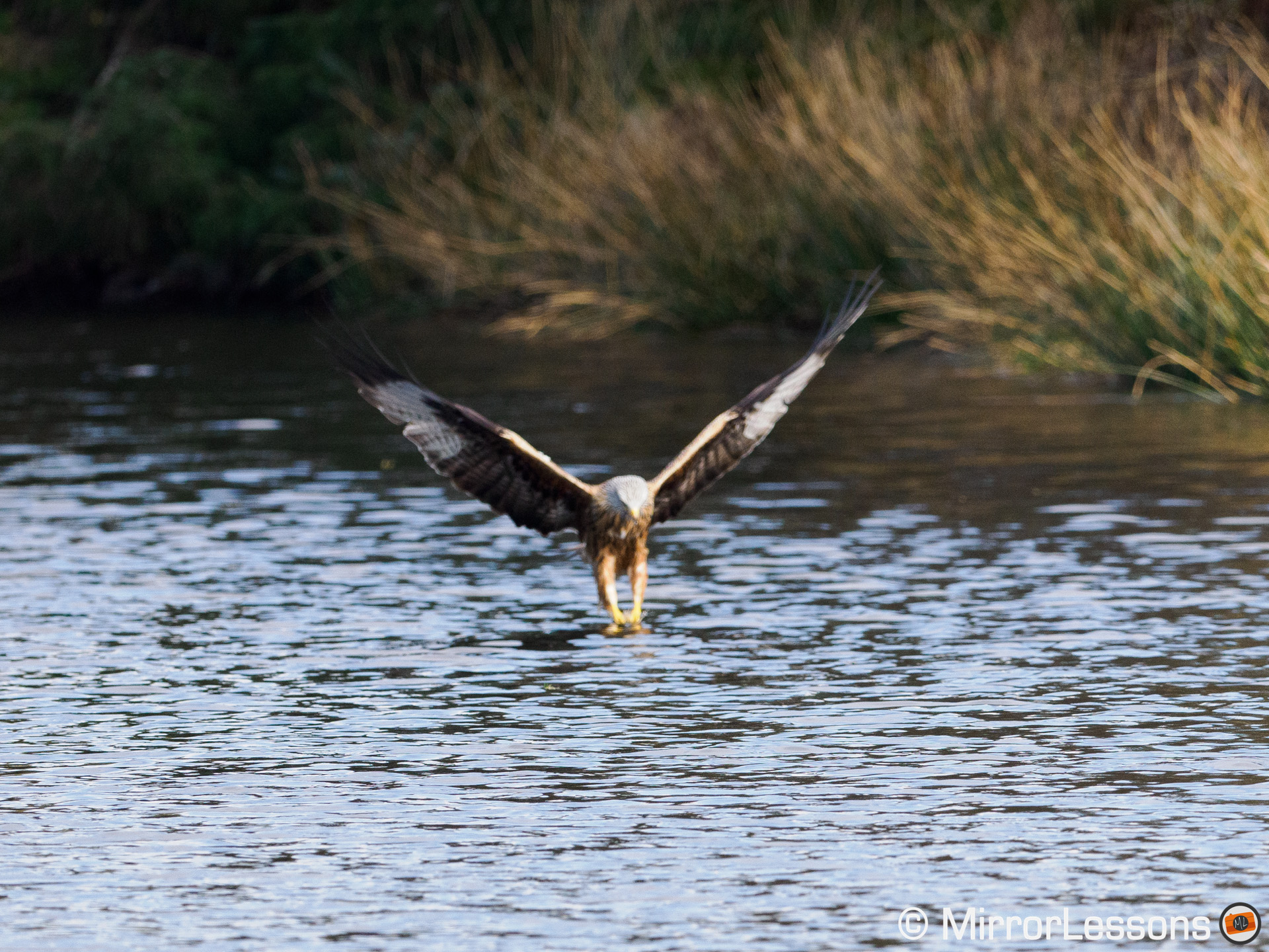 red kite grabbing a piece of meat in the water. Image is out of focus.