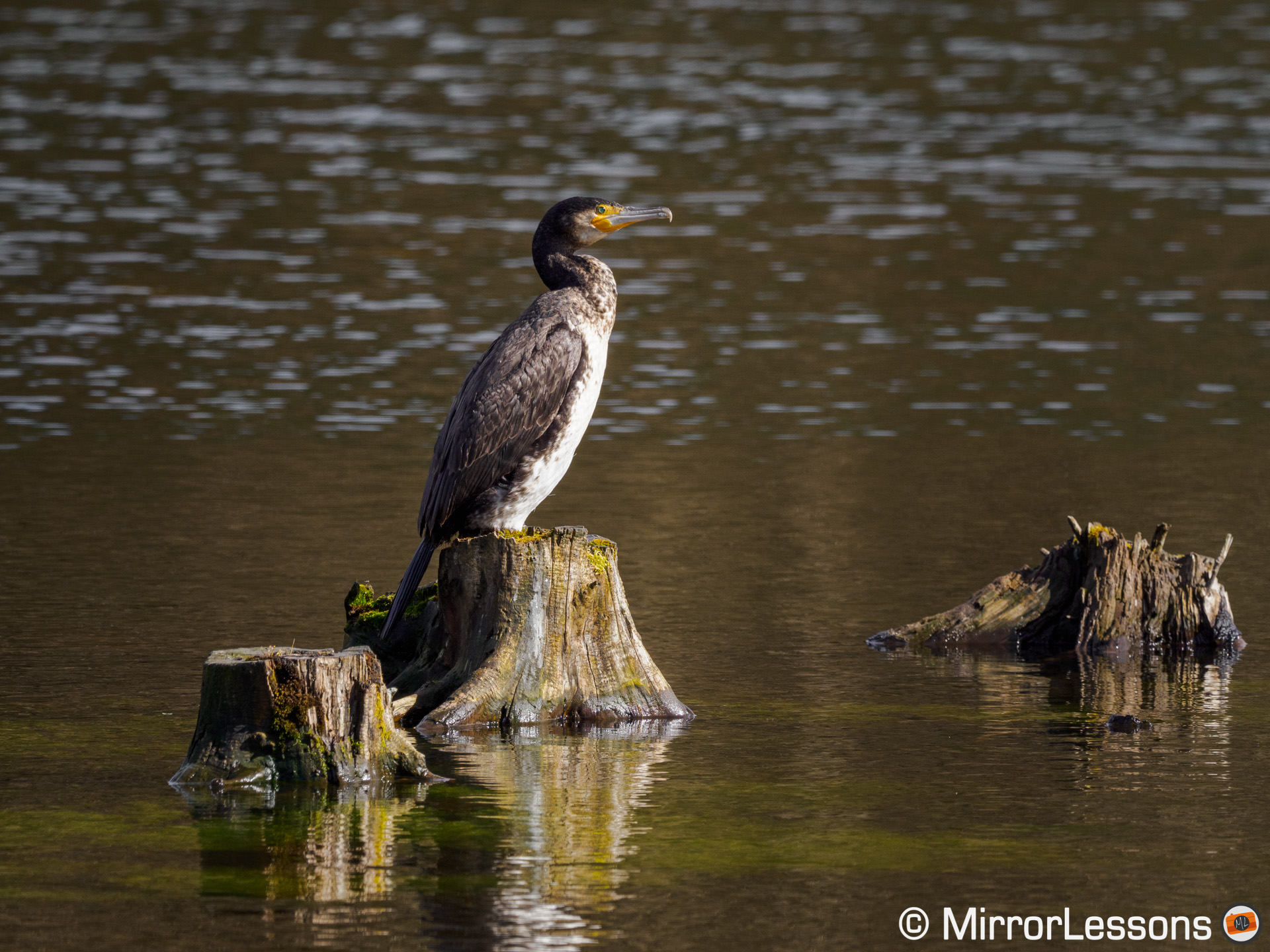 Cormoran resting on a log above water