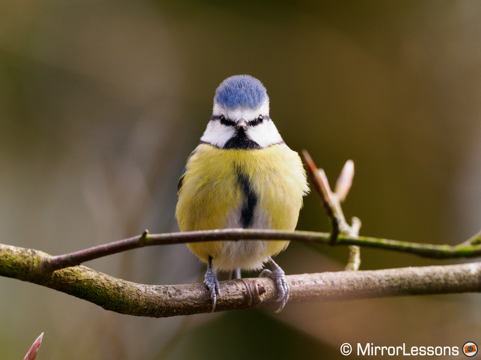 Blue tit looking straight in camera