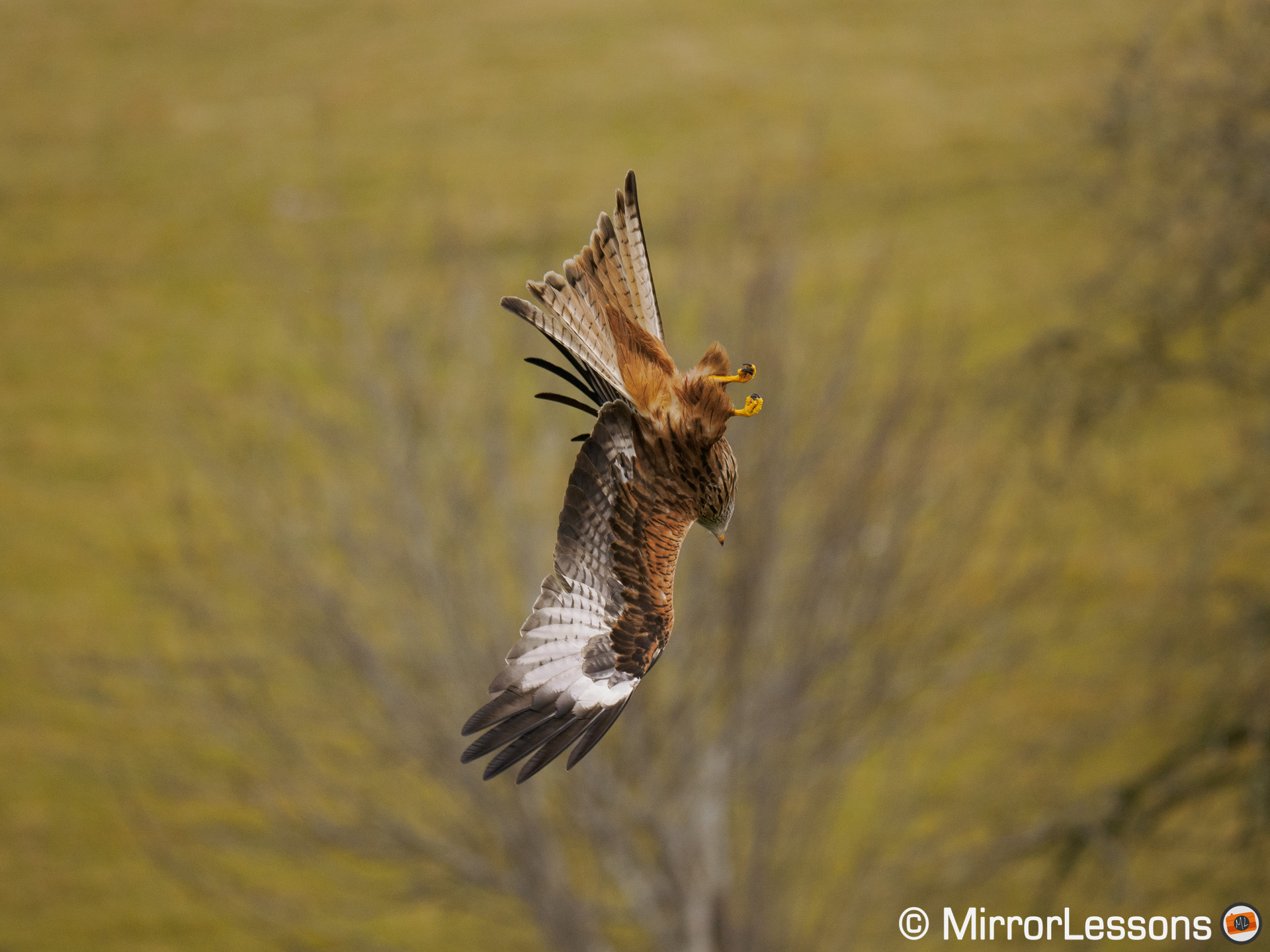 red kite diving down