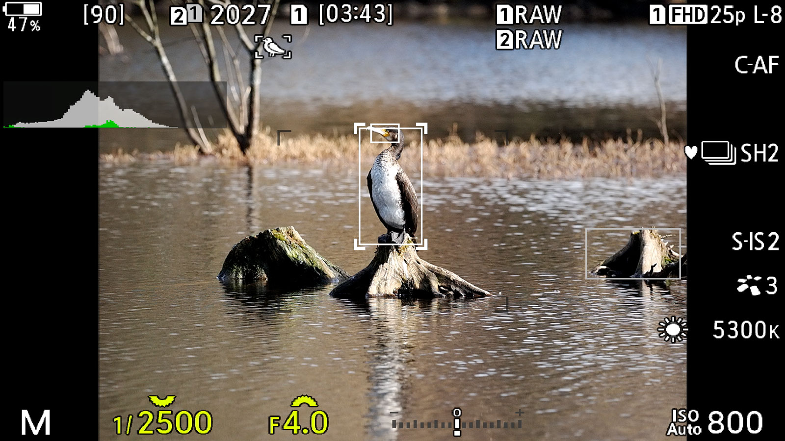 live view screen of the OM-1, showing bird detection on a cormorant