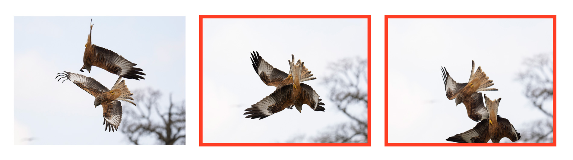 sequence of three frames with a kite passing in front of another