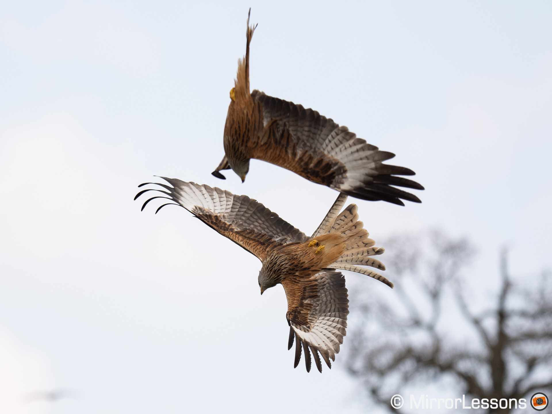 Red kite in flight with another one close to him