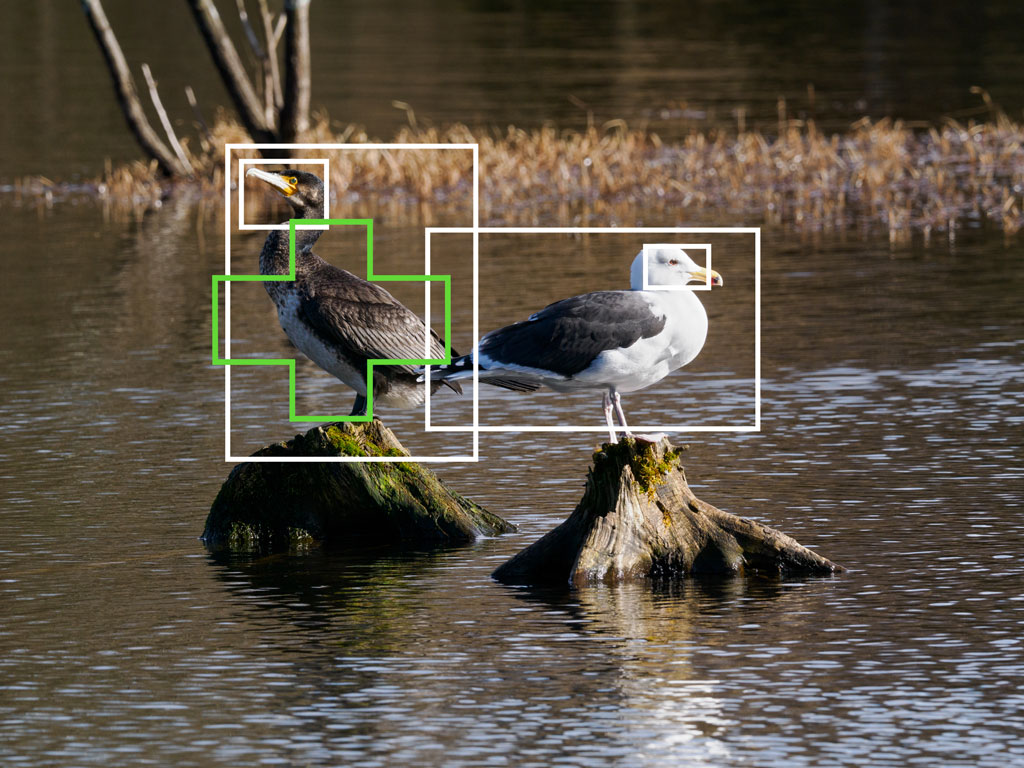 Cormoran and black gull on two tree logs, with bright and green frames showing bird detection and the Target setting