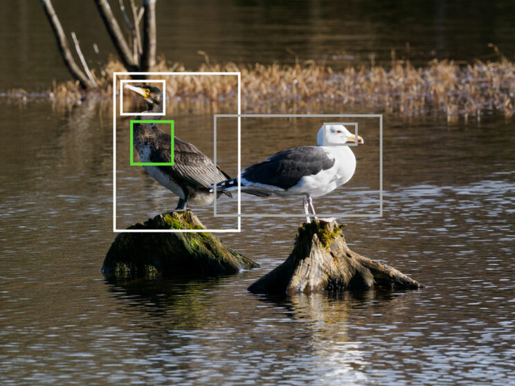 Cormoran and black gull on two tree logs, with bright and green frames showing bird detection and the Target setting