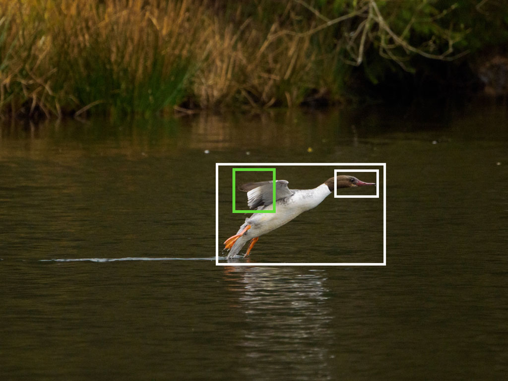 Red-breasted merganser  landing on the water, with bright and green frames showing bird detection and the Target setting