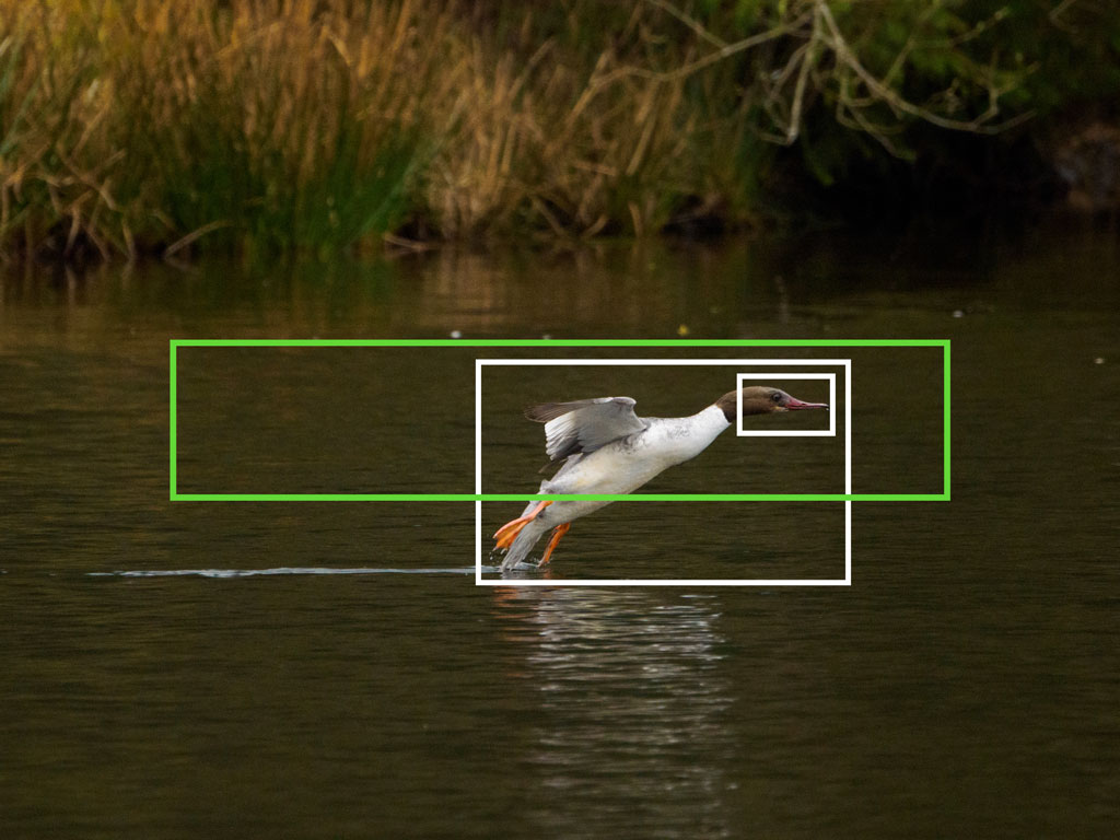 Red-breasted merganser  landing on the water, with bright and green frames showing bird detection and the Target setting