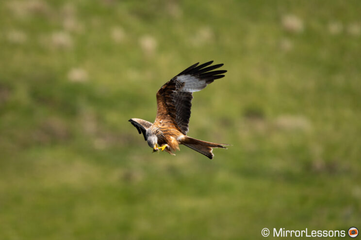 Red kite flying and eating with green hill in the background