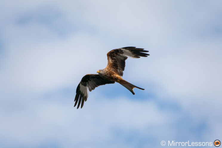 Red Kite flying with sky and clouds in the background