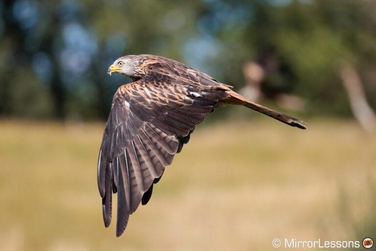 The Best Mirrorless Cameras for Birds in Flight Ranked Mirrorless