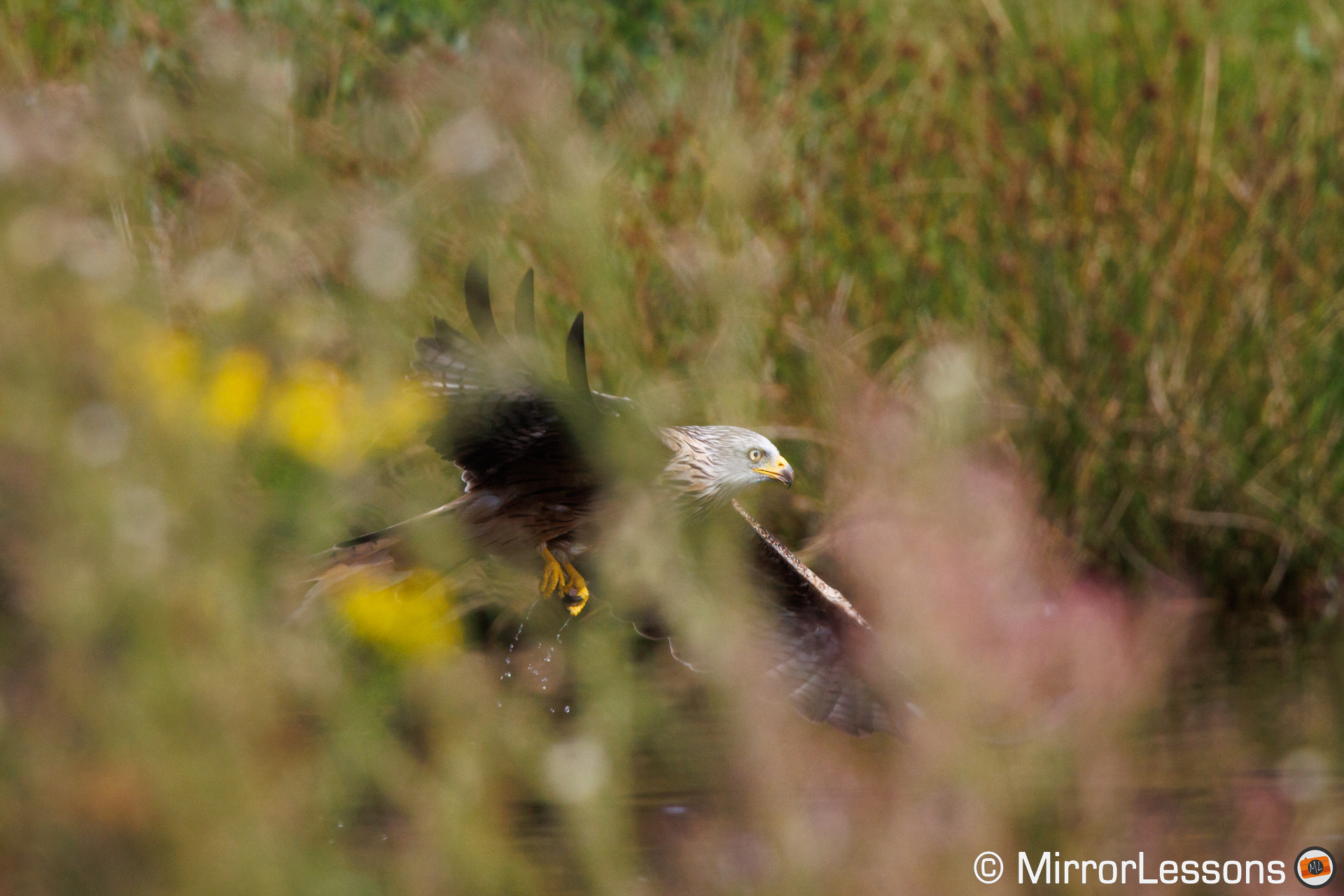 Red kite in focus, flying behind tall plants