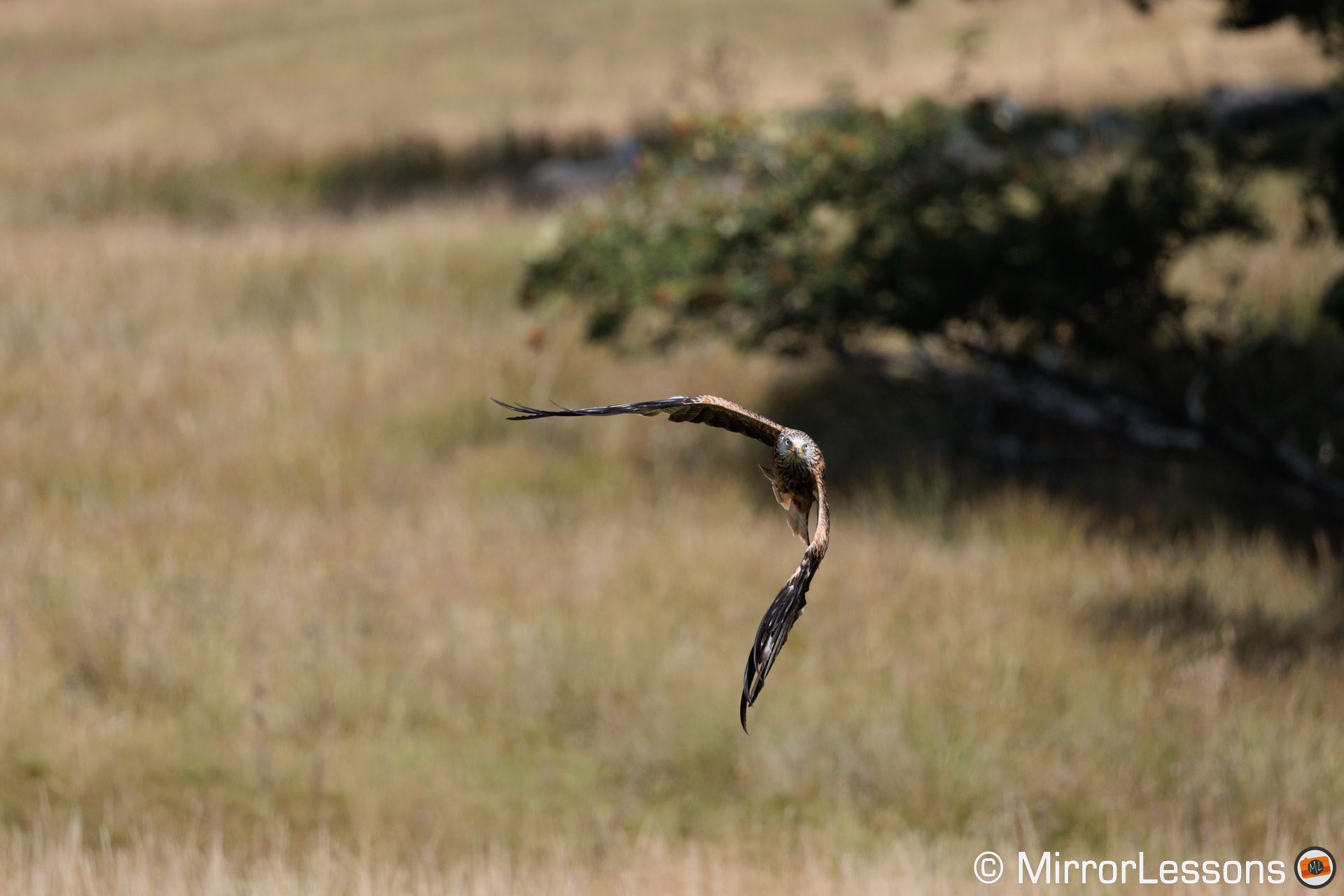 Red kite in focus