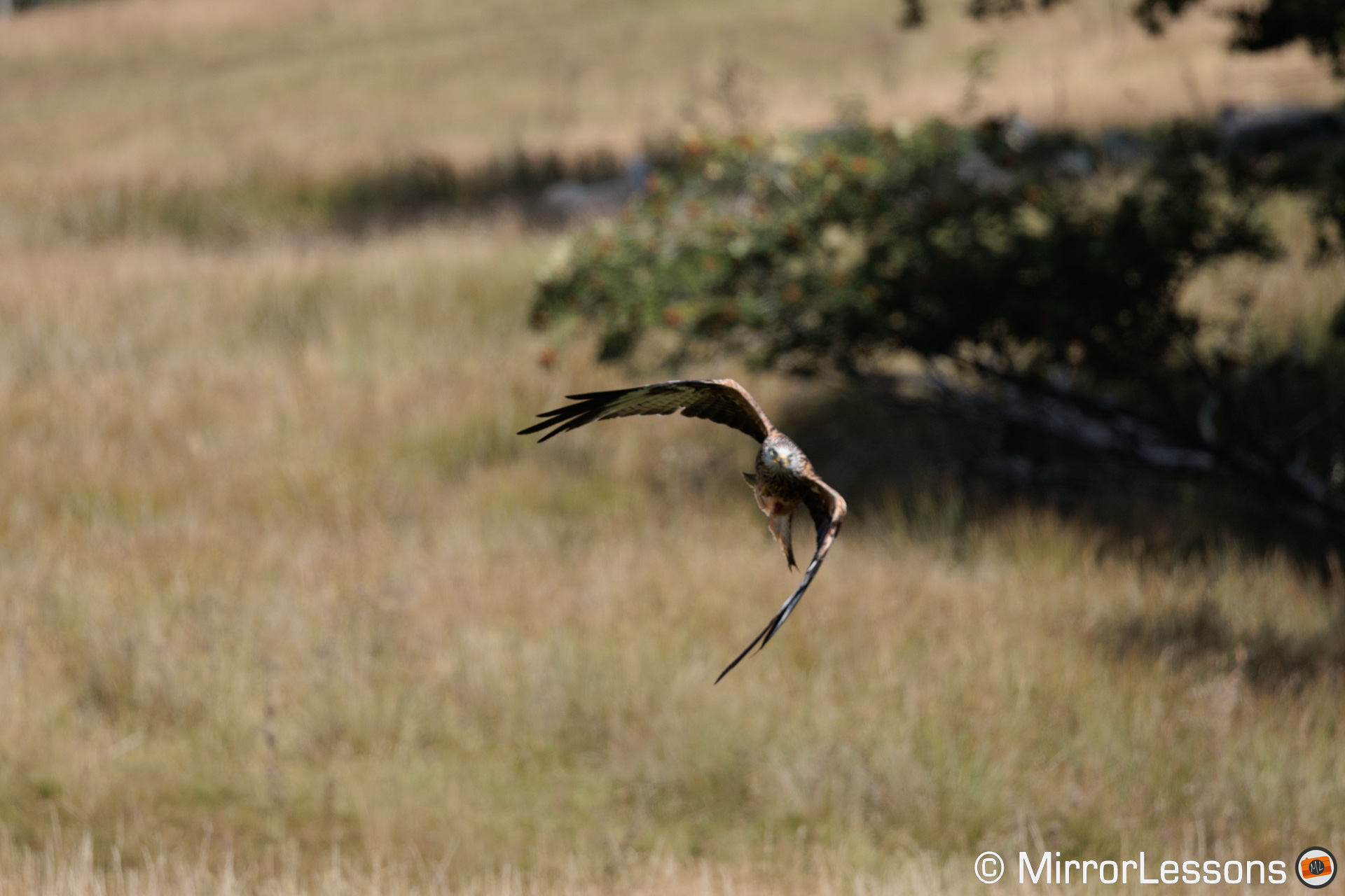 Red kite out of focus