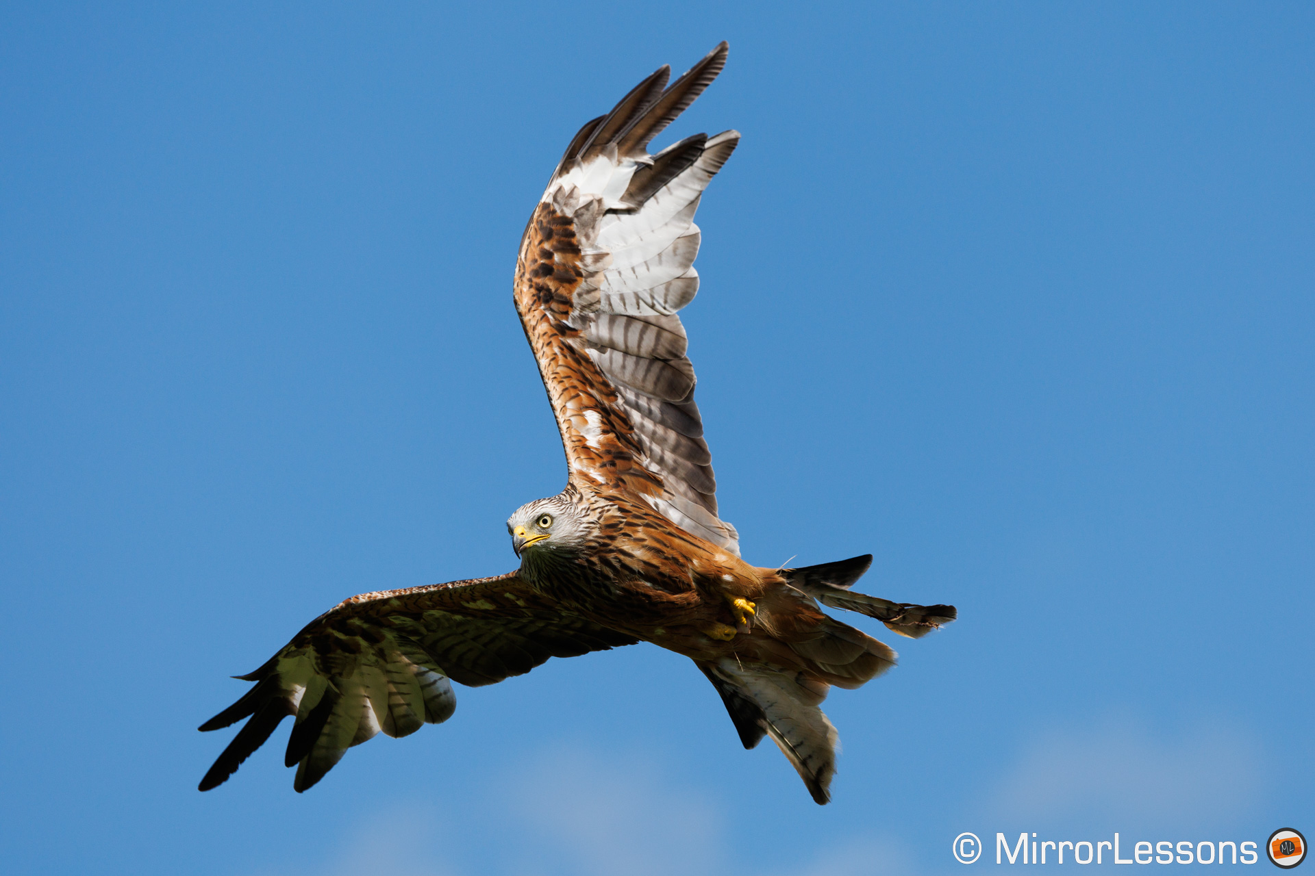 Red kite flying with blue sky in the background