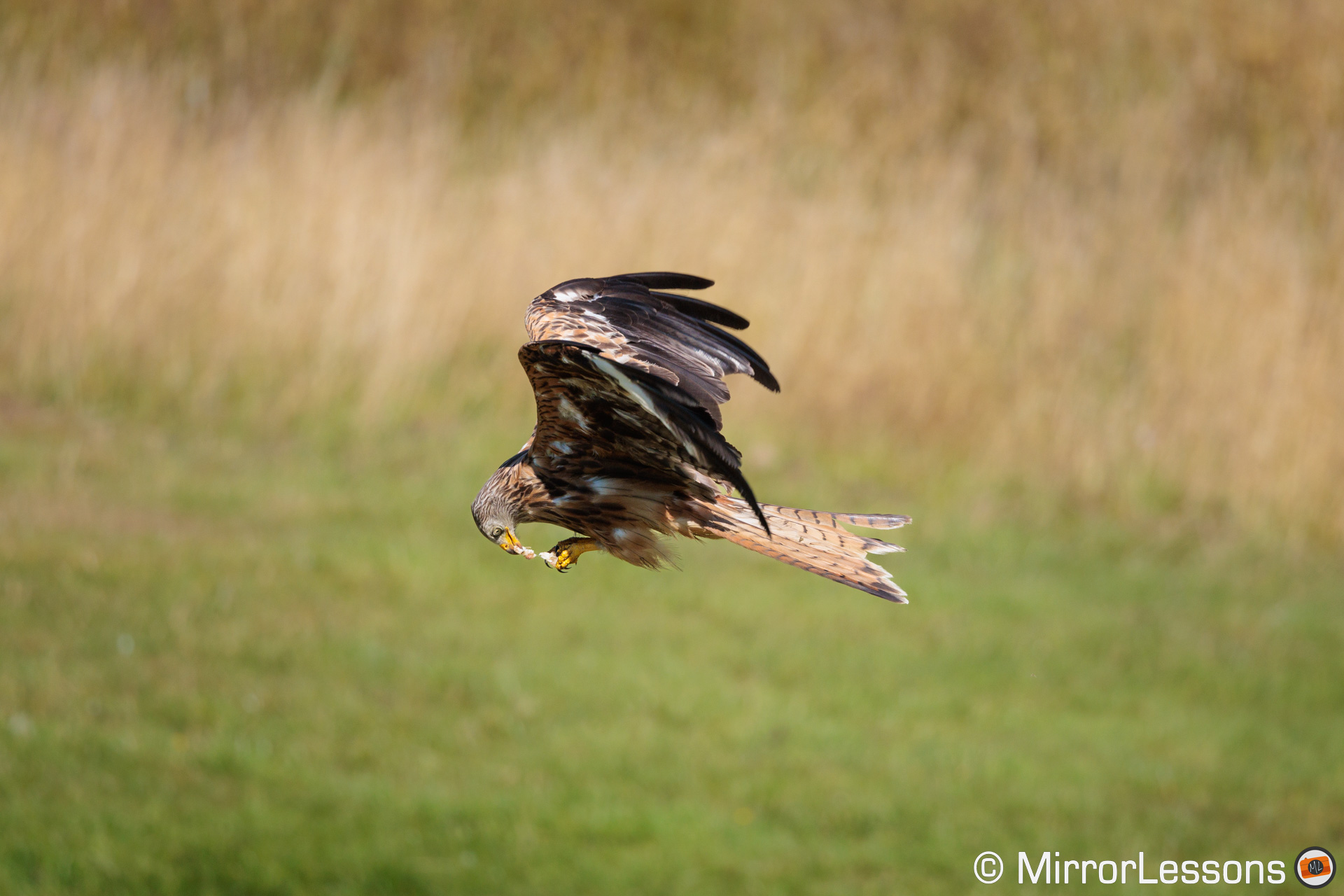 Red kite flying with green grass in the background, eating a piece of meat.