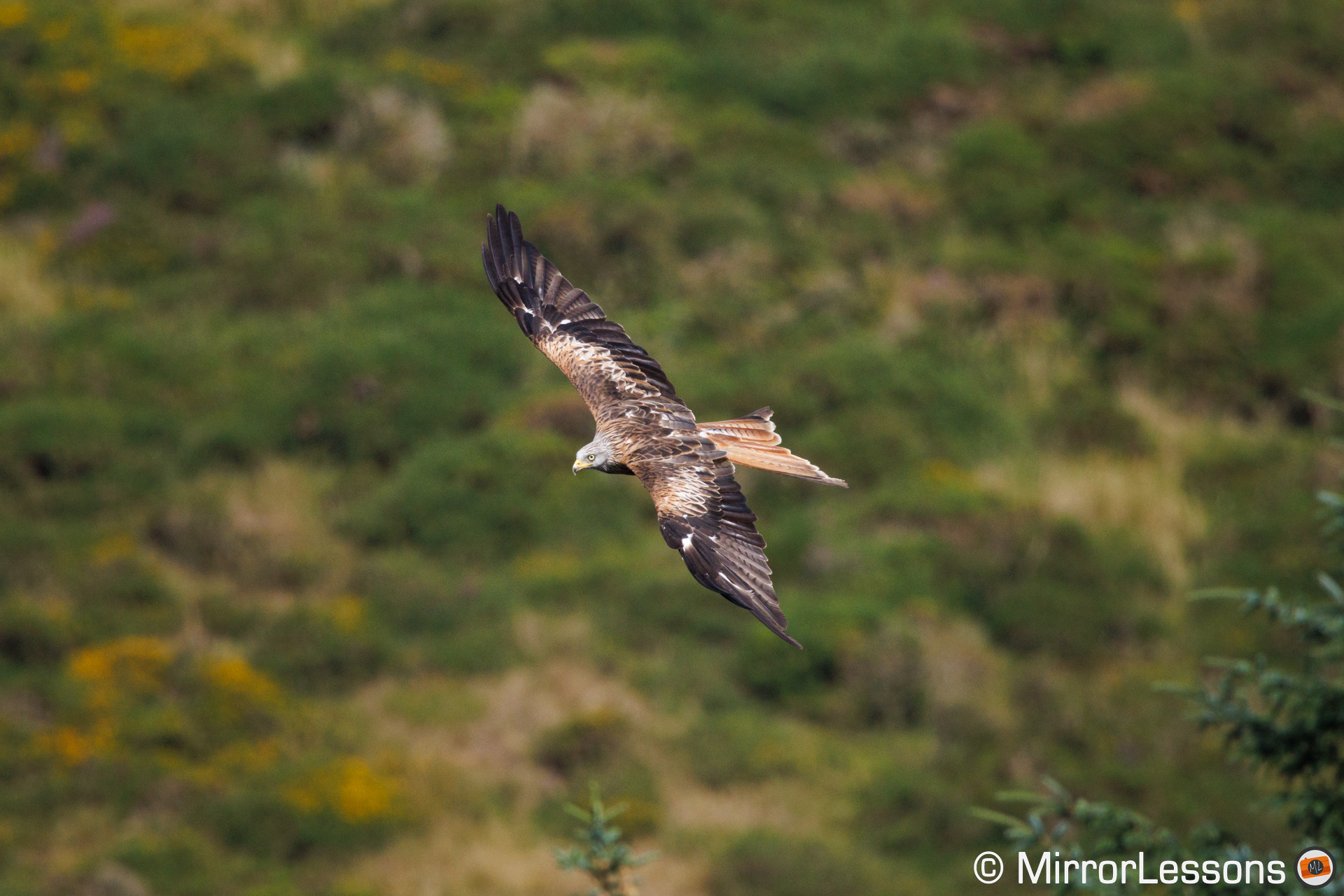 Red kite flying against a hilld with patches of green vegetation.
