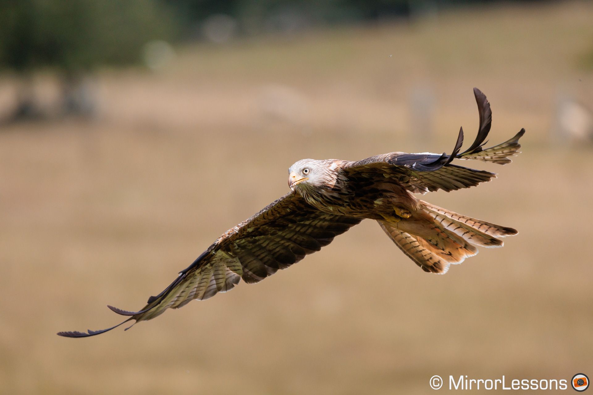 Red kite flying with yellow grassland in the background
