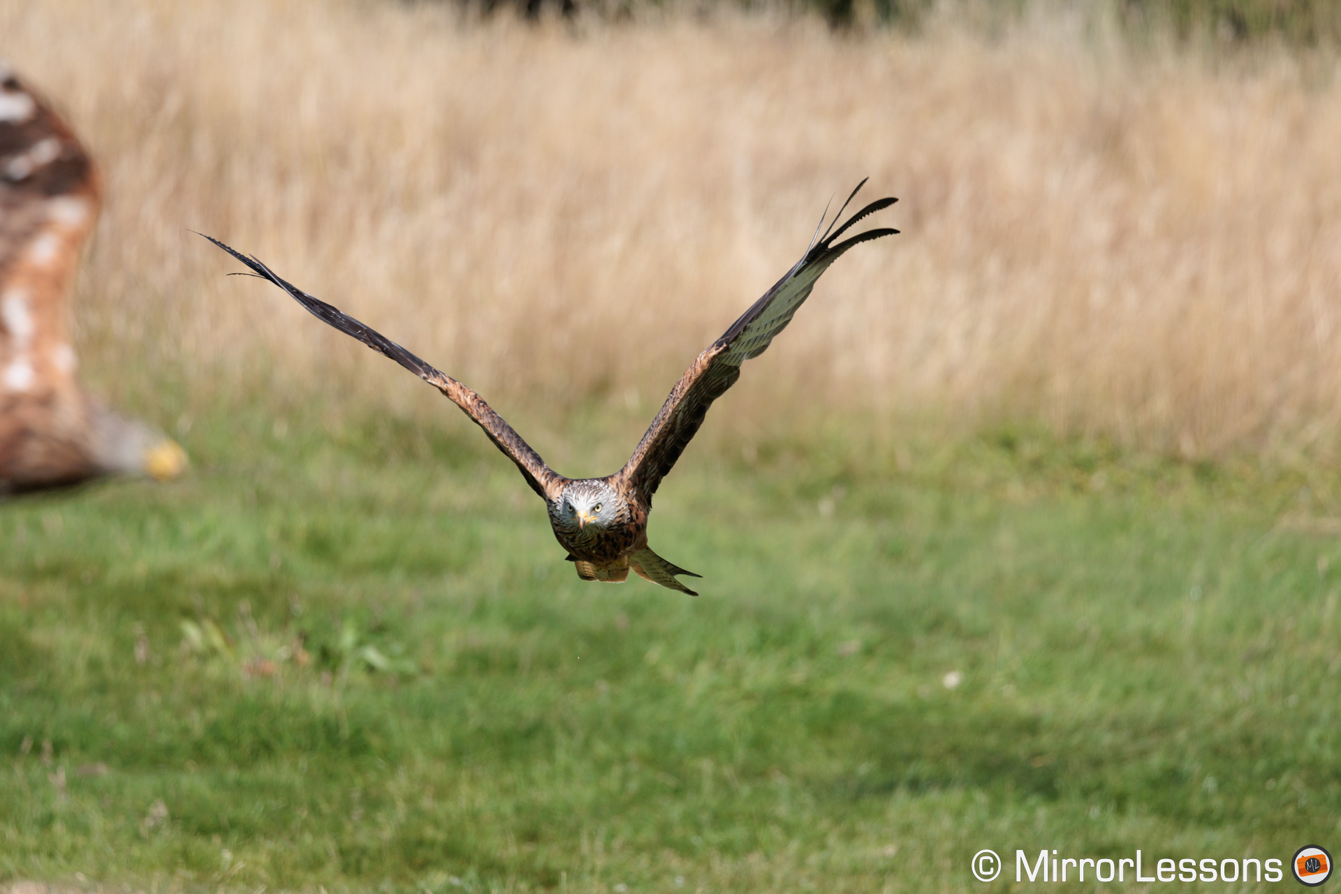 Red kite flying with green grass in the background