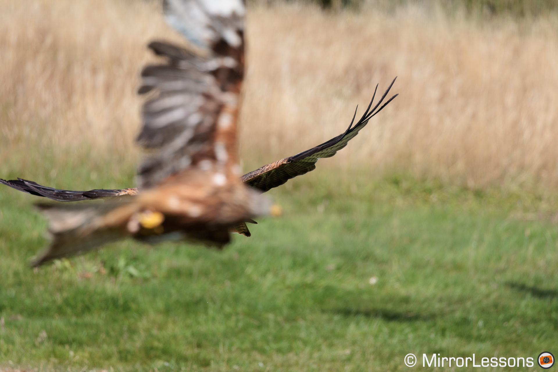 Red kite covered by another bird flying in front of him.