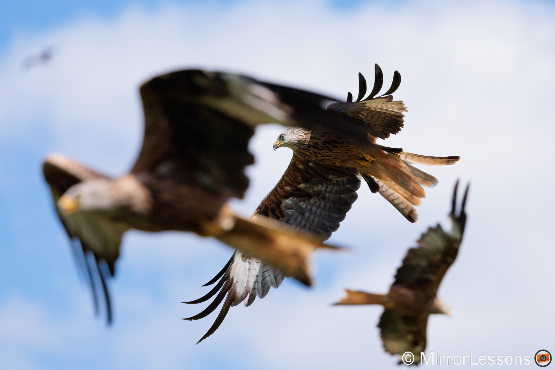 Red kite in focus at the centre, with other birds out of focus around him.