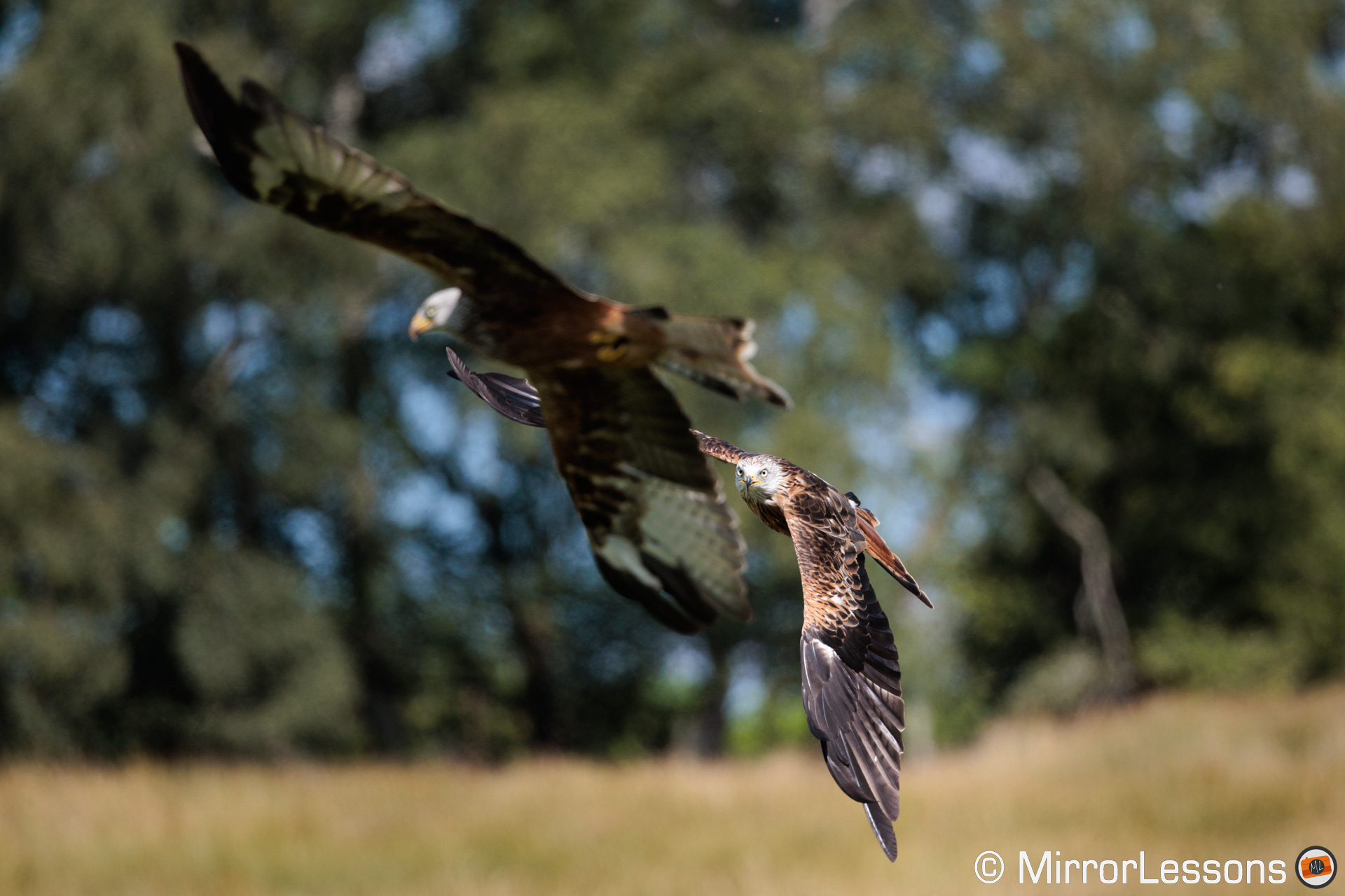 two red kites flying against trees