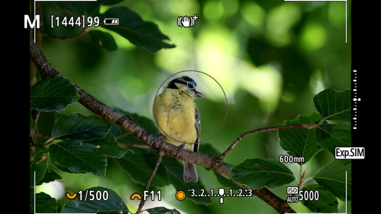 Live view on the Canon R3, showing eye detection on a perched bird.
