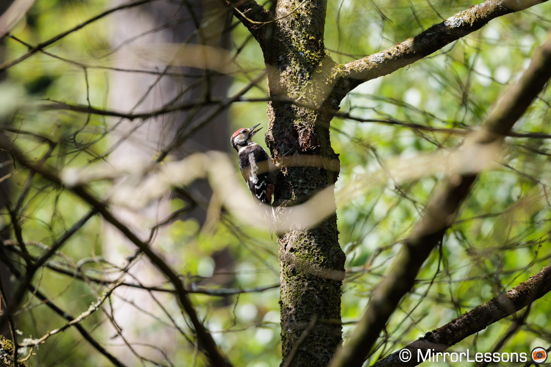 Woodpecker in a tree, surrounded by branches