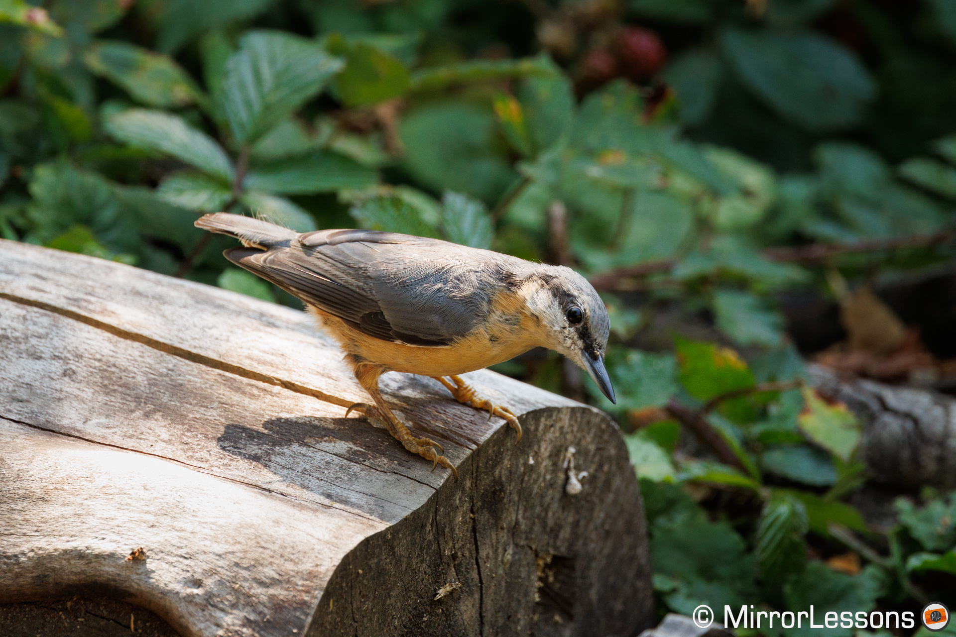 Nuthatch on a wooden log