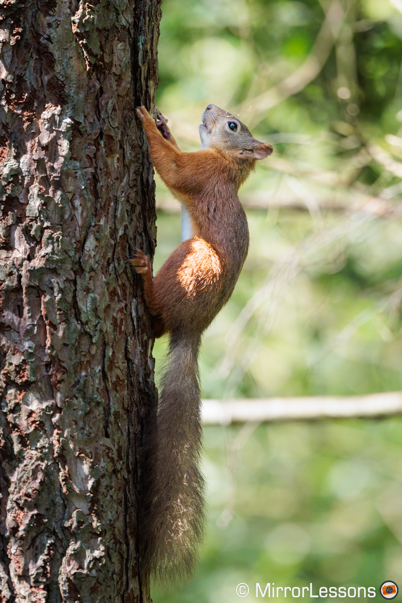 Red squirrel climbing a tree