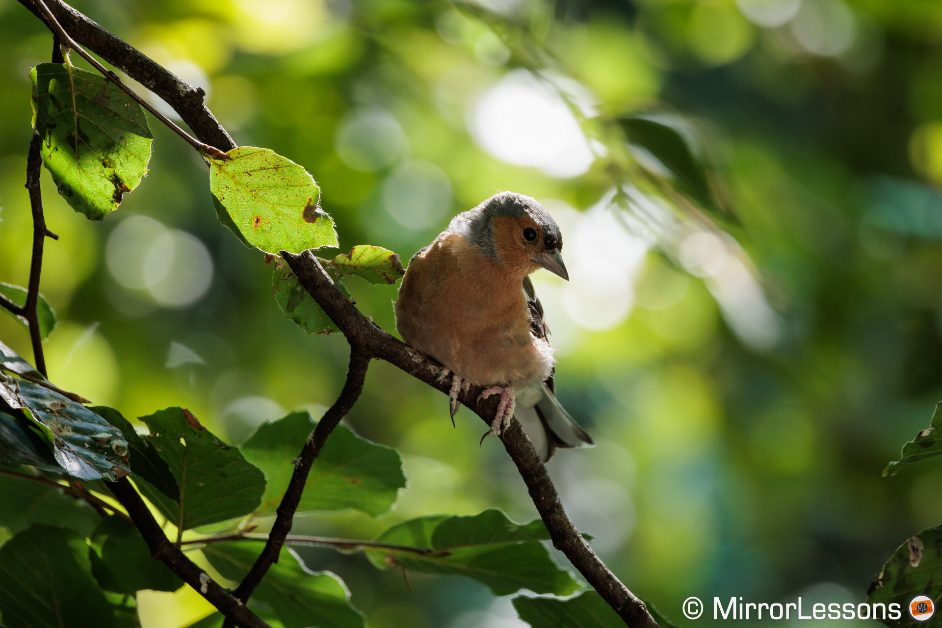 Chaffinch on a branch, surrounded by leaves, backlight shot