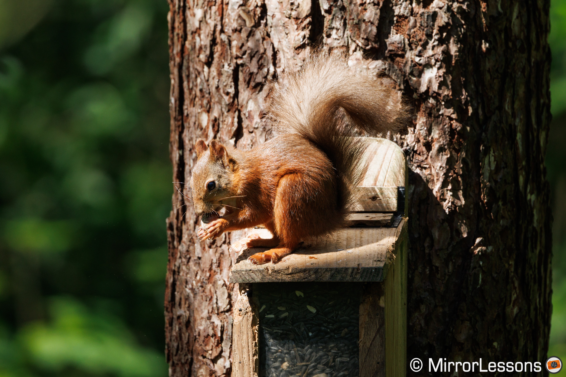 Red squirrel in focus