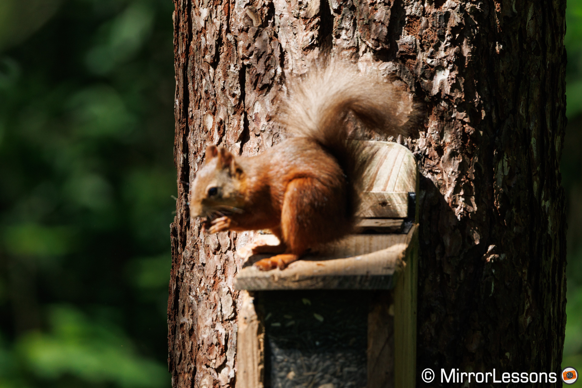 Red squirrel out of focus