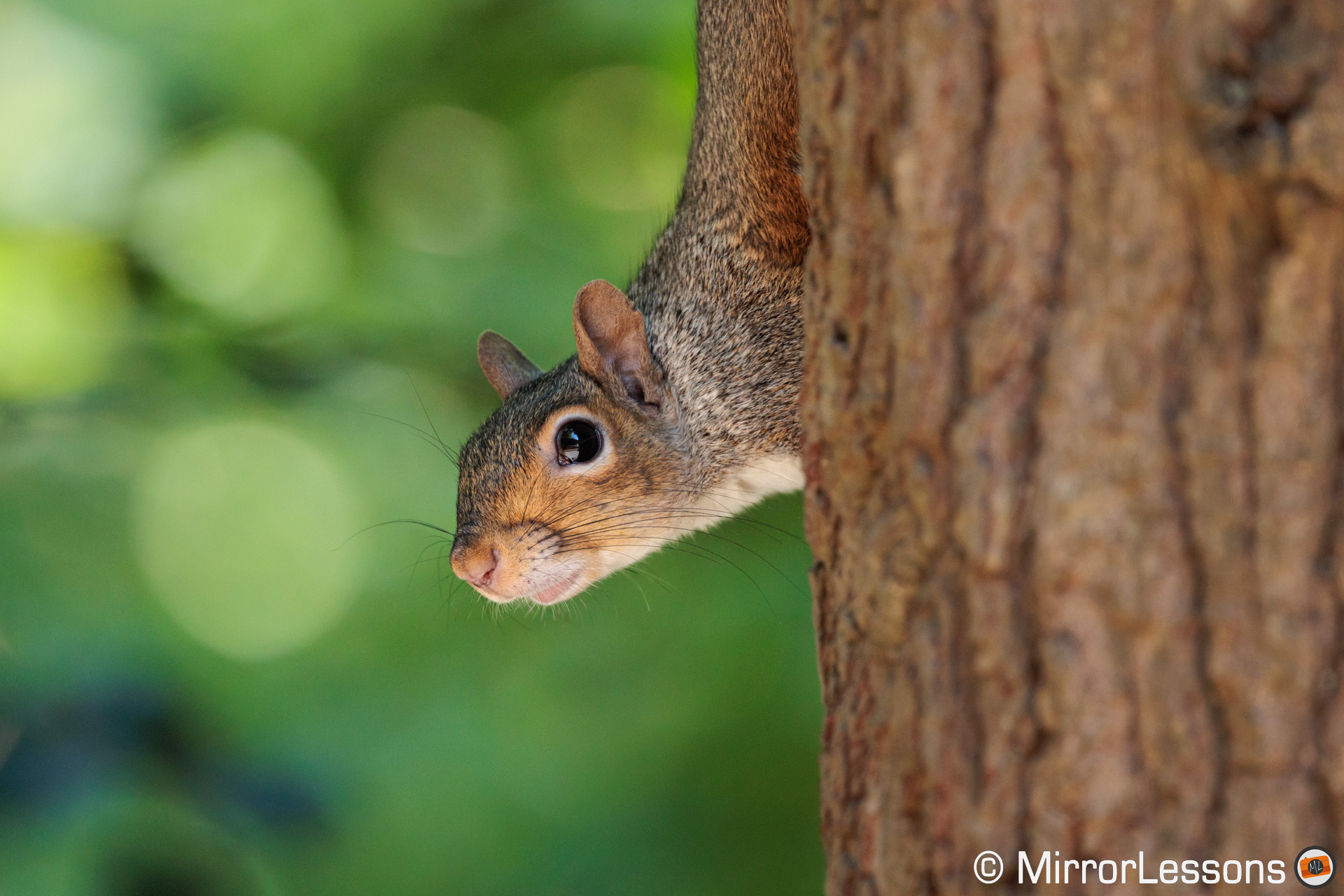 Gray squirrel behind a tree, close-up on its head