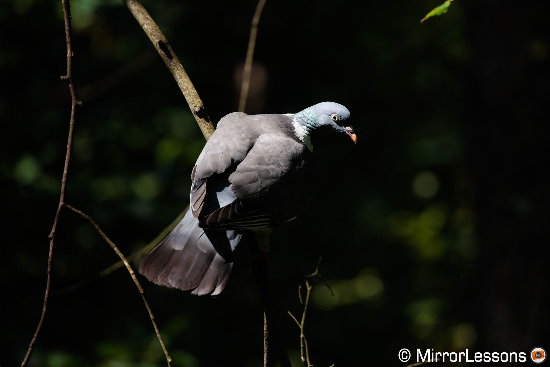 Stock dove on a tree, partially in the shadows