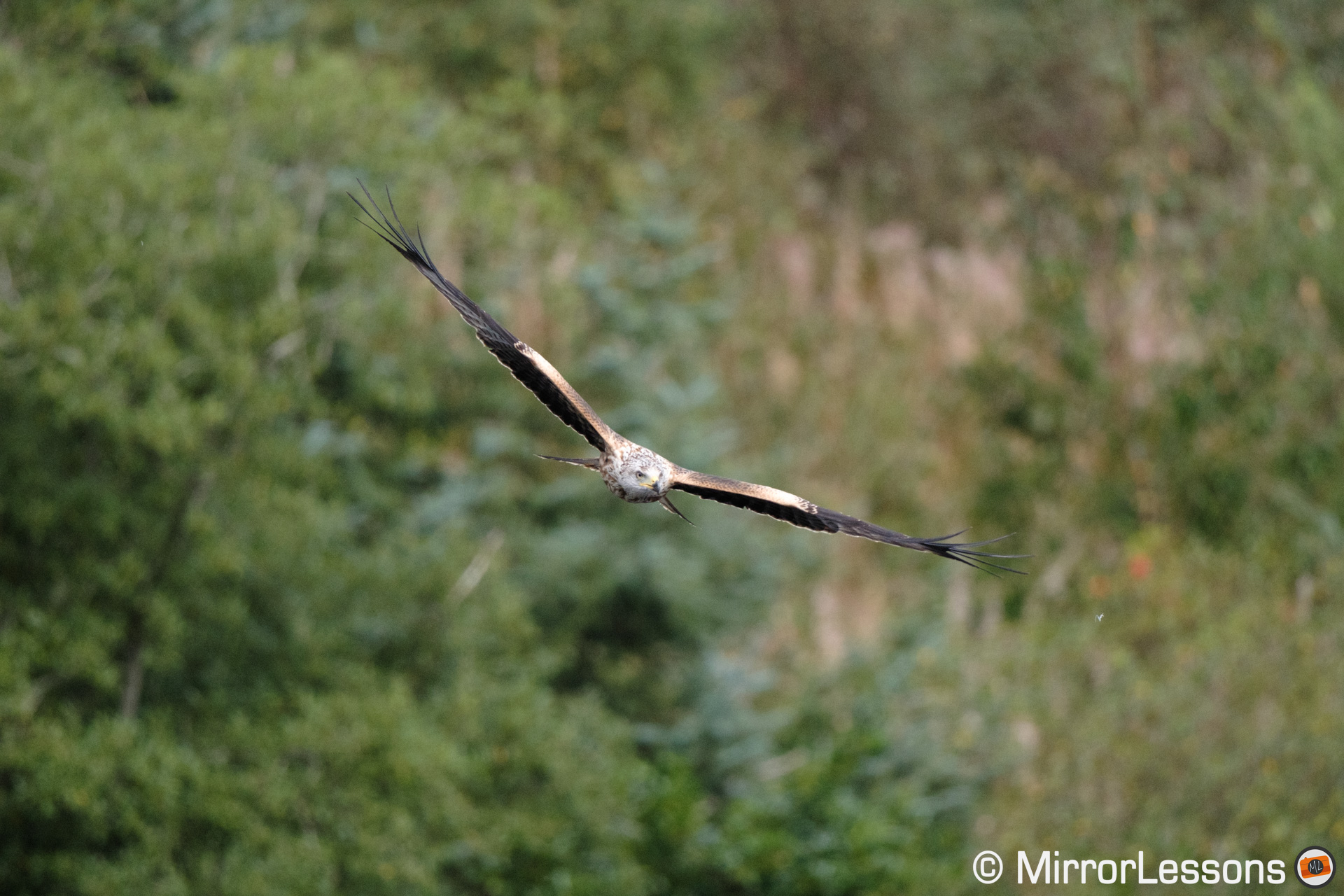 Red kite in flight with trees in the background