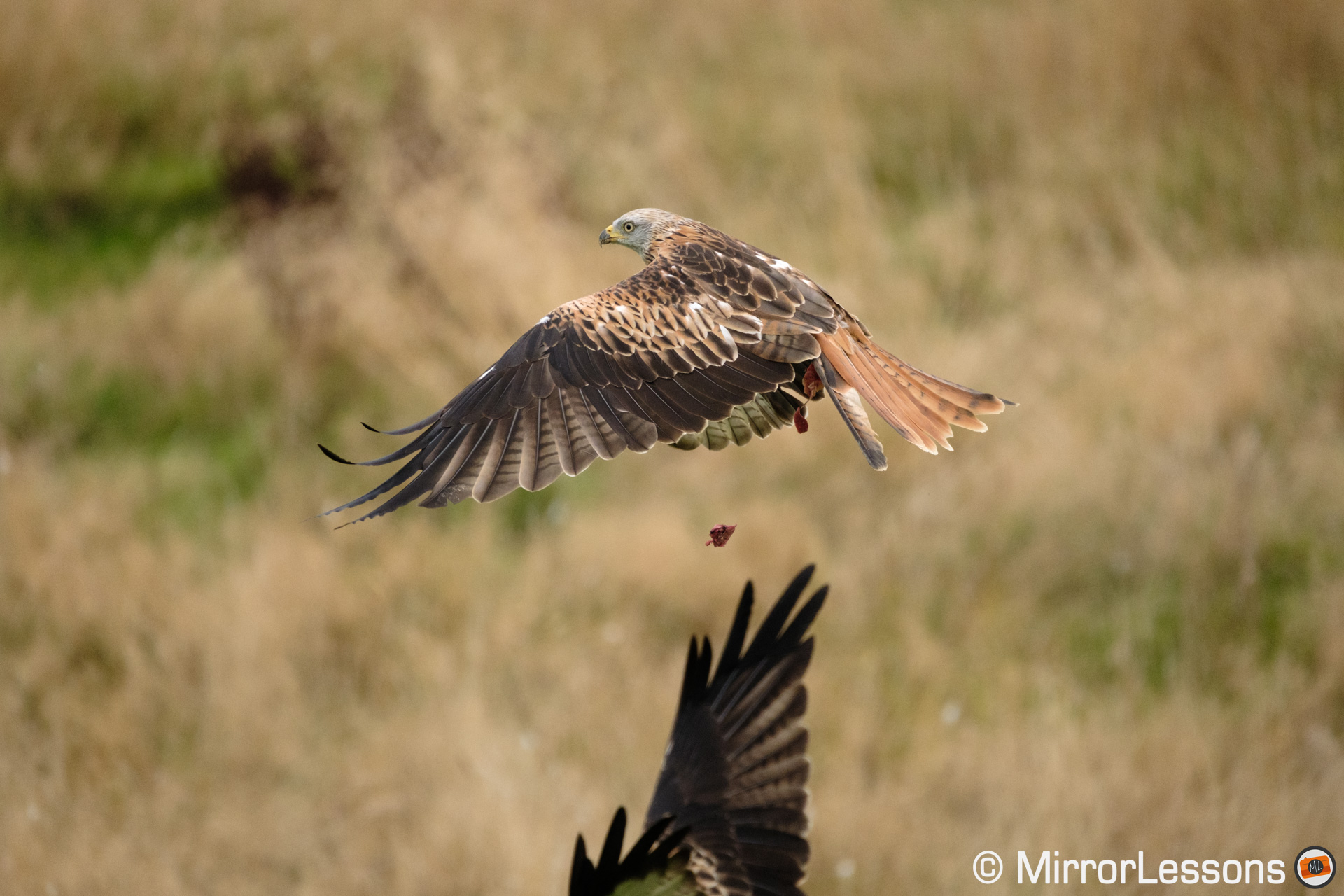 Red kite in flight drops a piece of meat