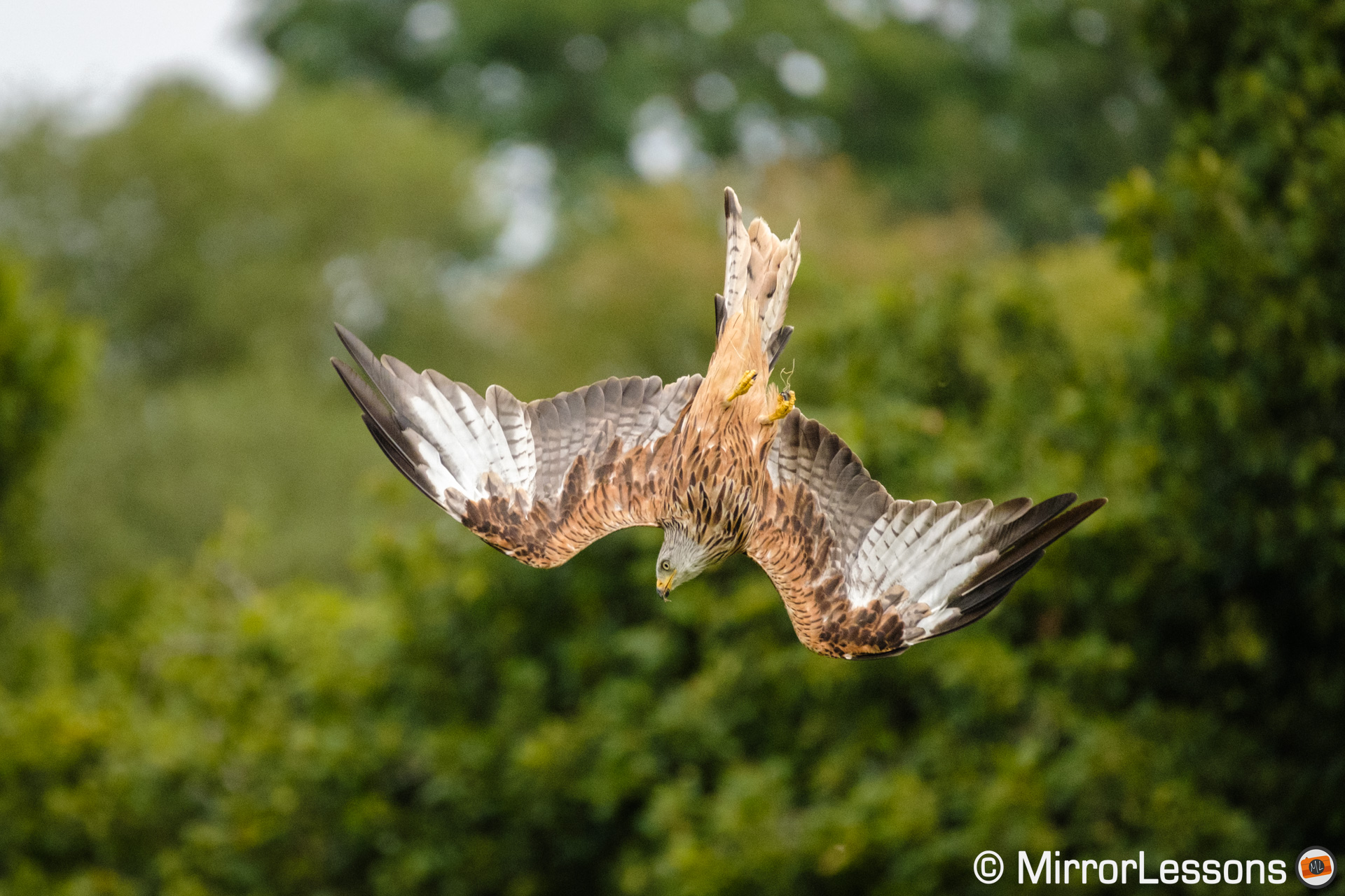 Red kite diving to the ground