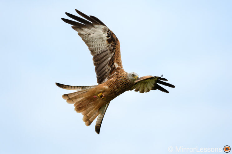 Red kite in flight with sky behind it