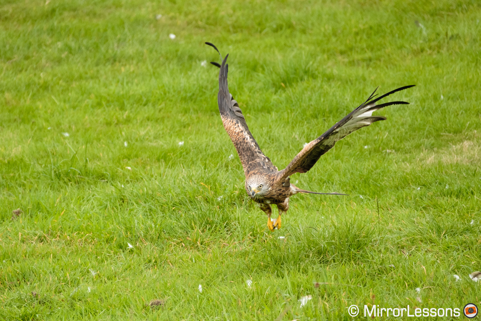 Red kite flying low on the ground