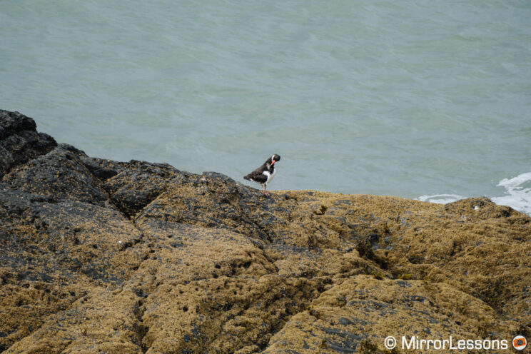 Oystercatcher on a cliff in the distance