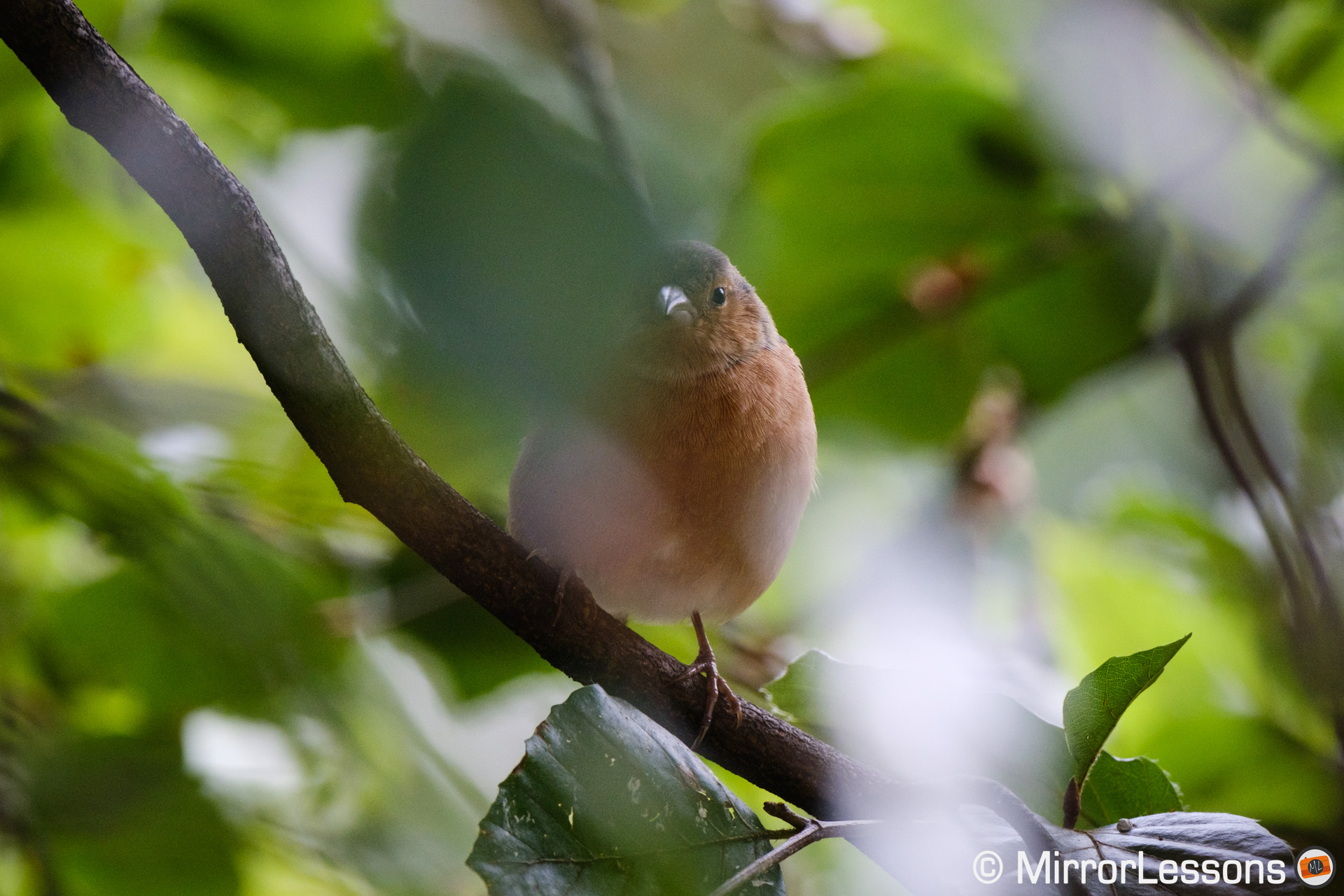 Chaffinch on a branch, surrounded by green leaves