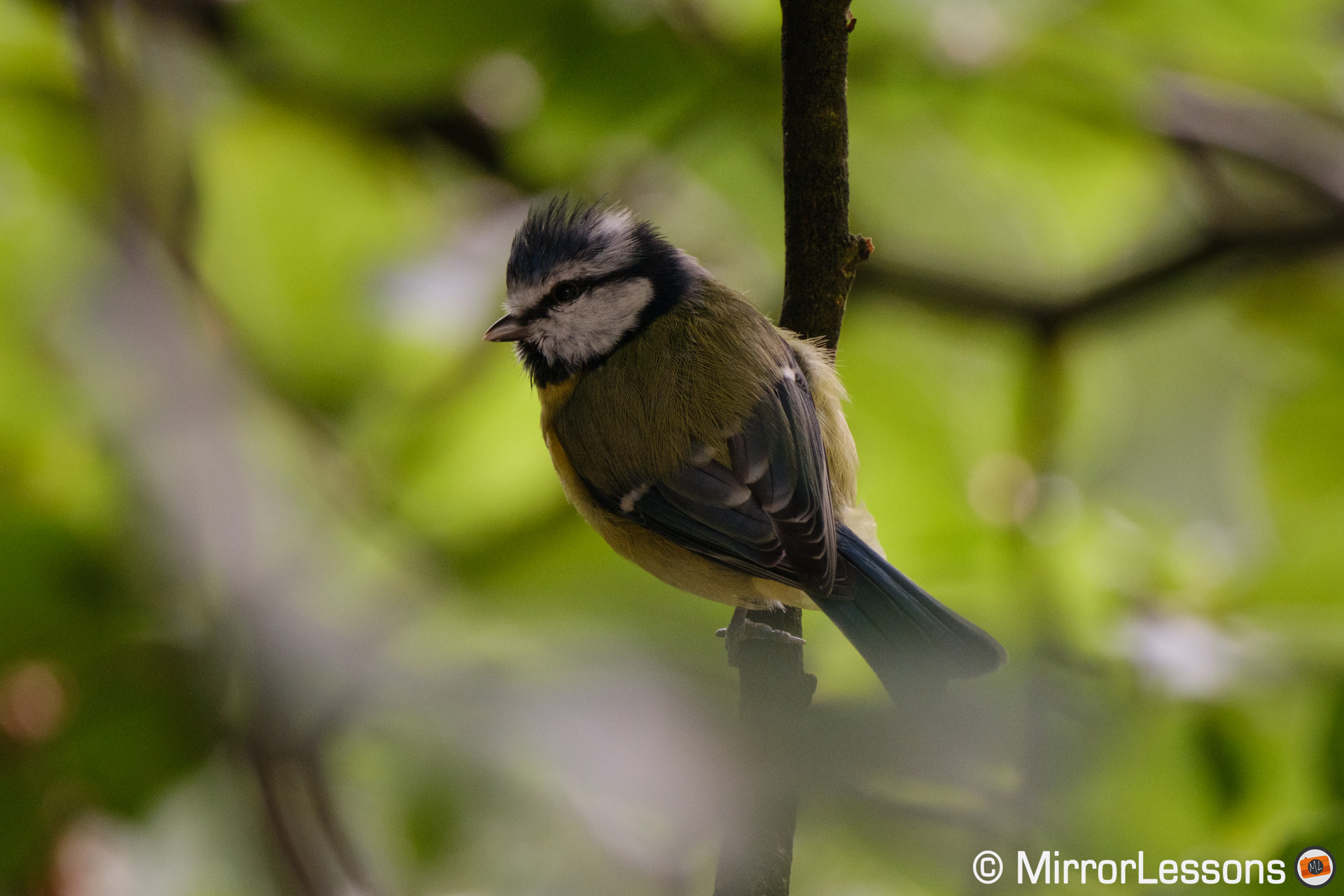 Blue tit perched on a tree, in the shades