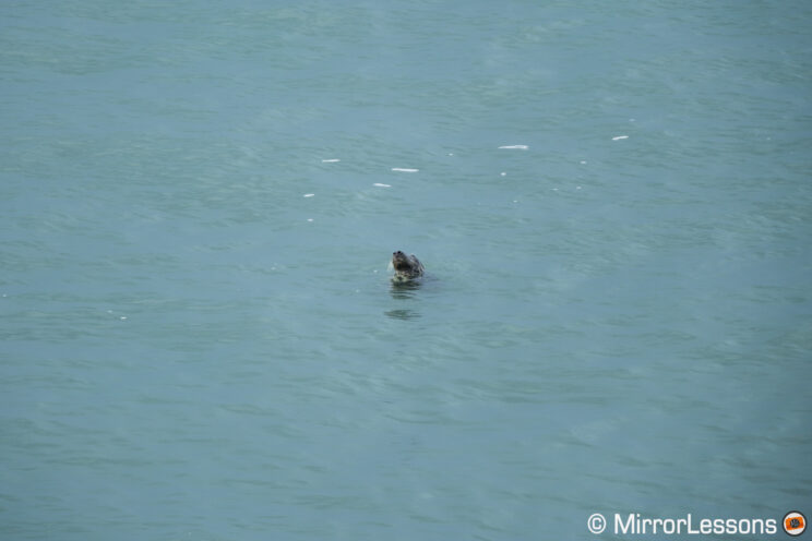 Distant seal in the water