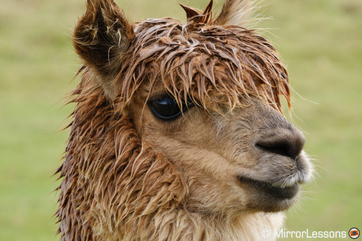 Close-up on a lama's head