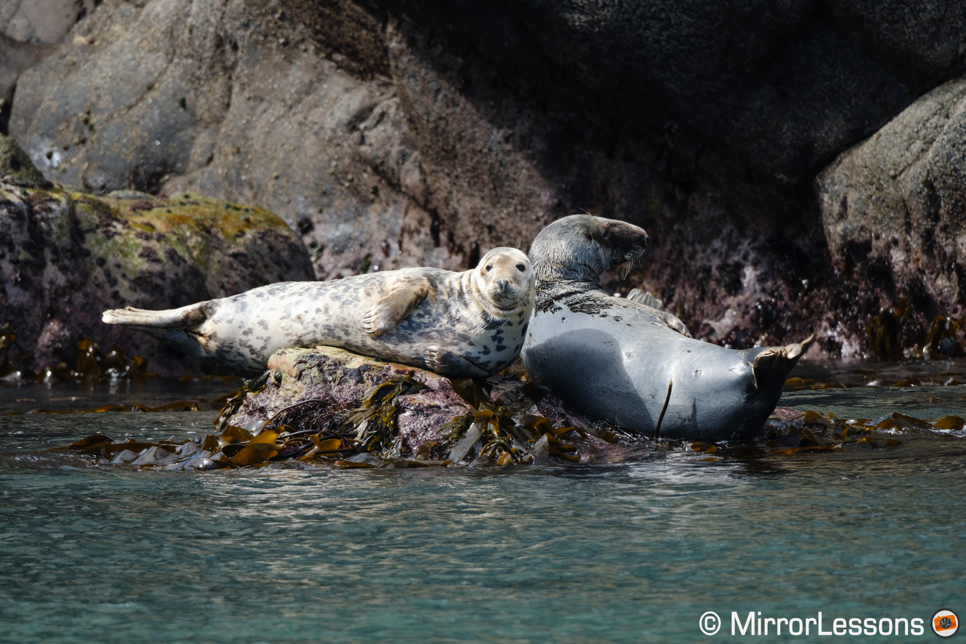 Two seals resting on a rock above the water