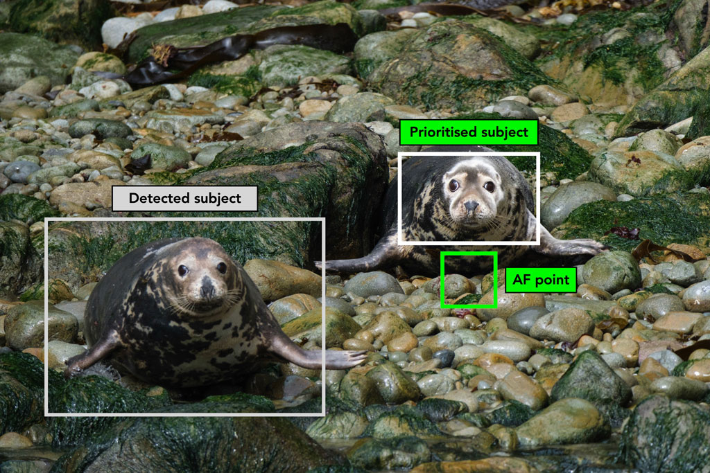 Two seals with bright rectanle showing how to prioritise one subject over the other