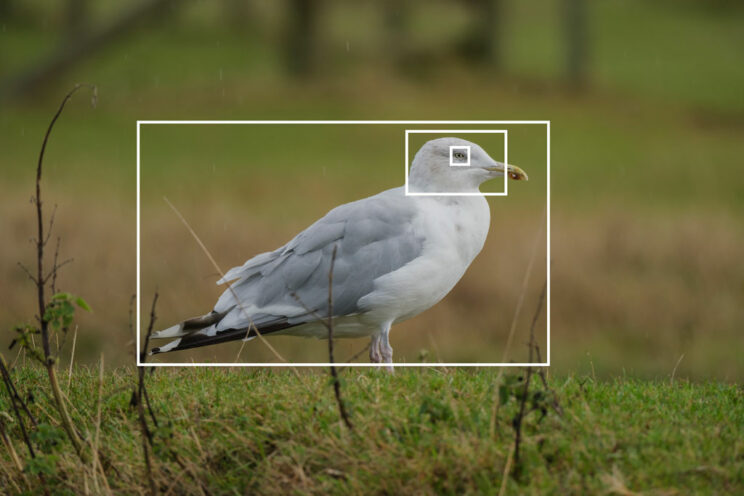 Seagull with bright rectangles showing the different part of the subject the X-H2S can detect.