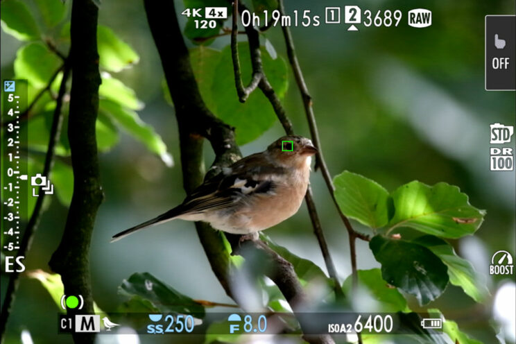Live view of the Fuji X-H2S showing bird detection AF at work.