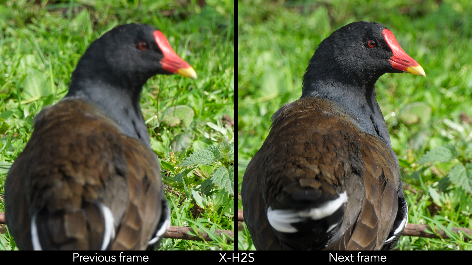 Side by side image of a moorhen, showing one photo out of focus and the next in focus.