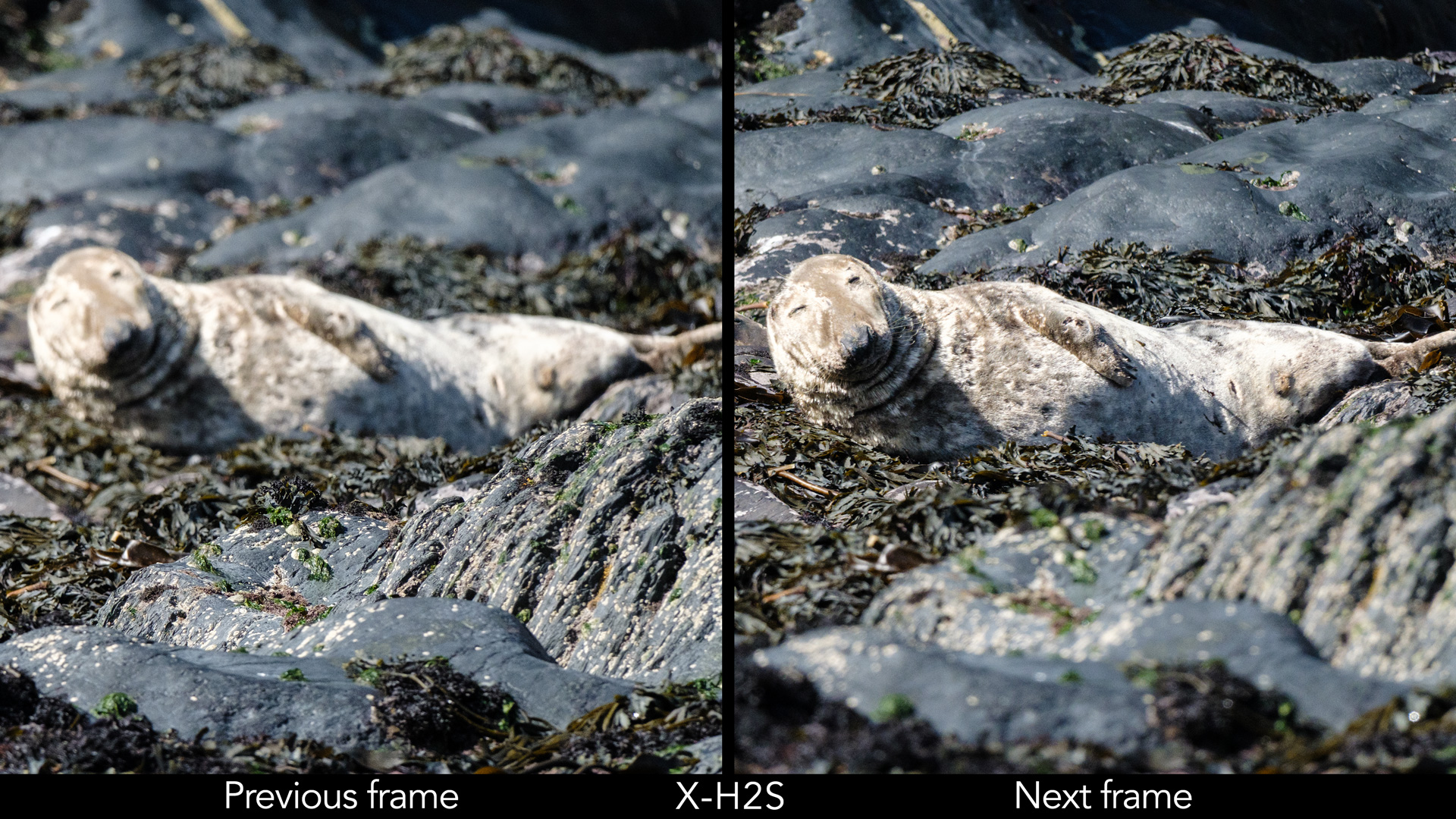 Side by side image of a seal resting on a rocky beach, showing one photo out of focus and the next in focus.